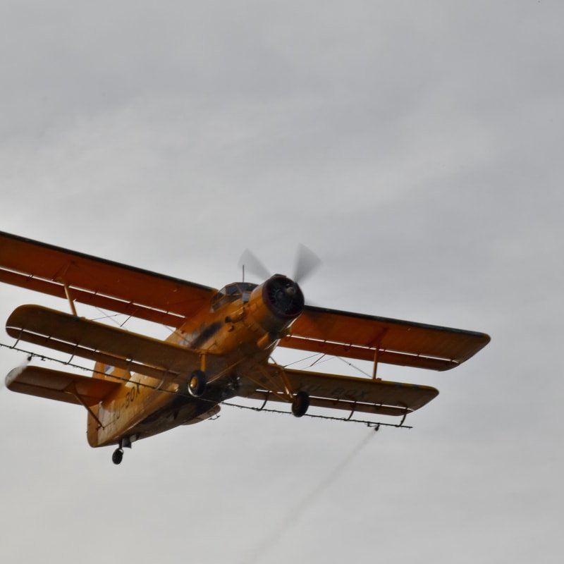 Човекът с телешката&nbsp;плешка