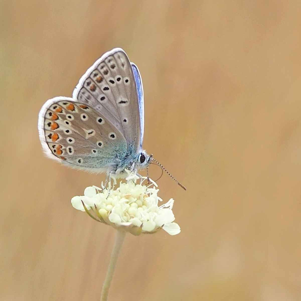 Пеперудения човек