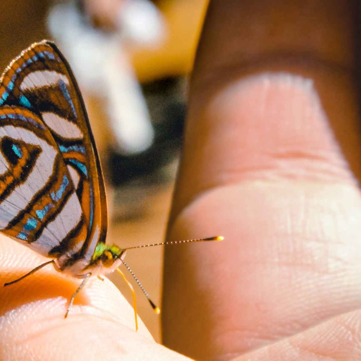 Копнеж за криле