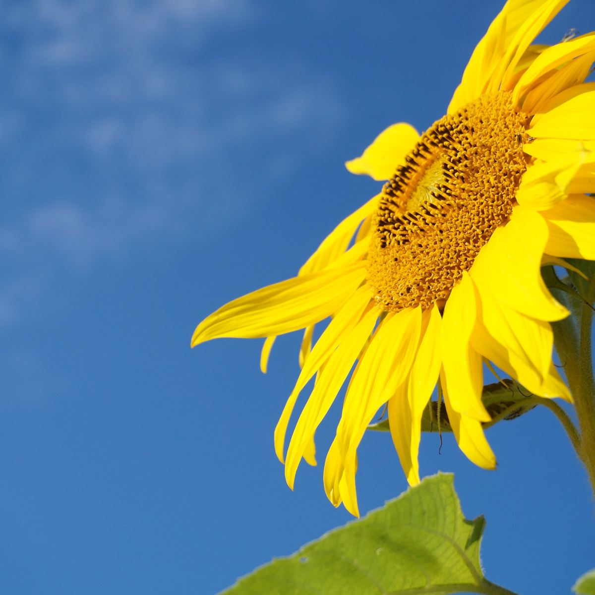 Златното поле